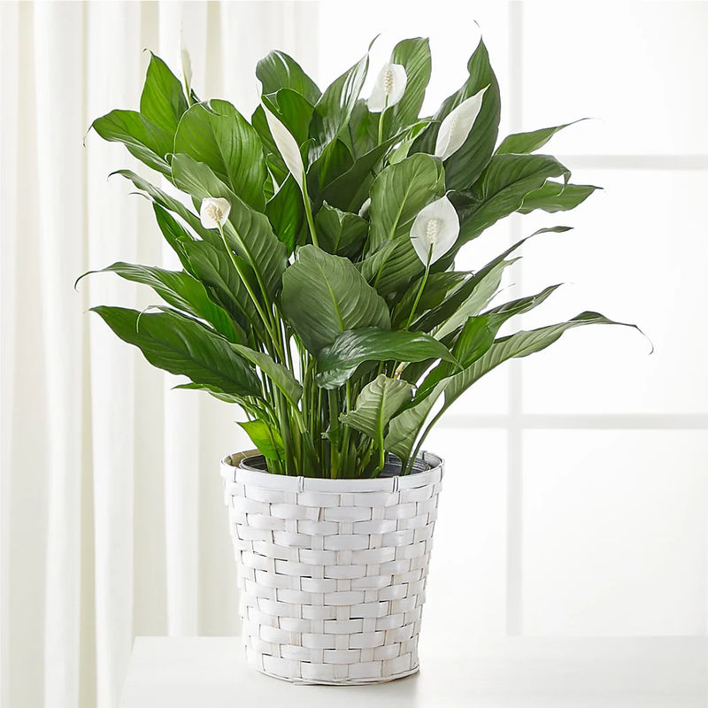 A New Leaf Peace Lily - Style:Deluxe