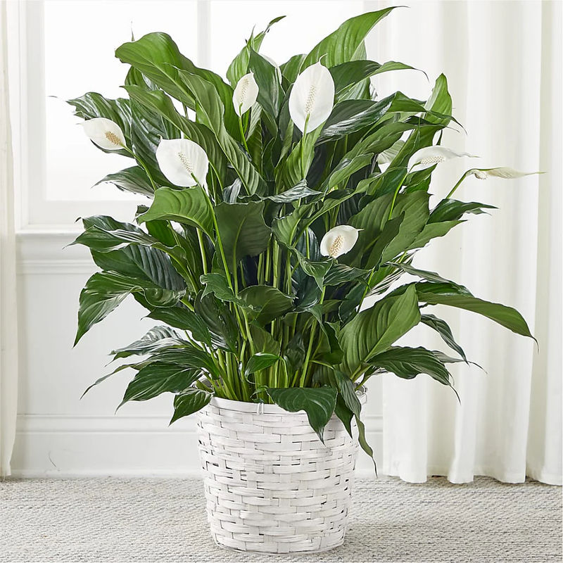 A New Leaf Peace Lily - Style:Premium