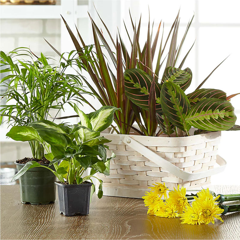 Florist Designed Blooming and Green Plants in a Basket - Style:Deluxe