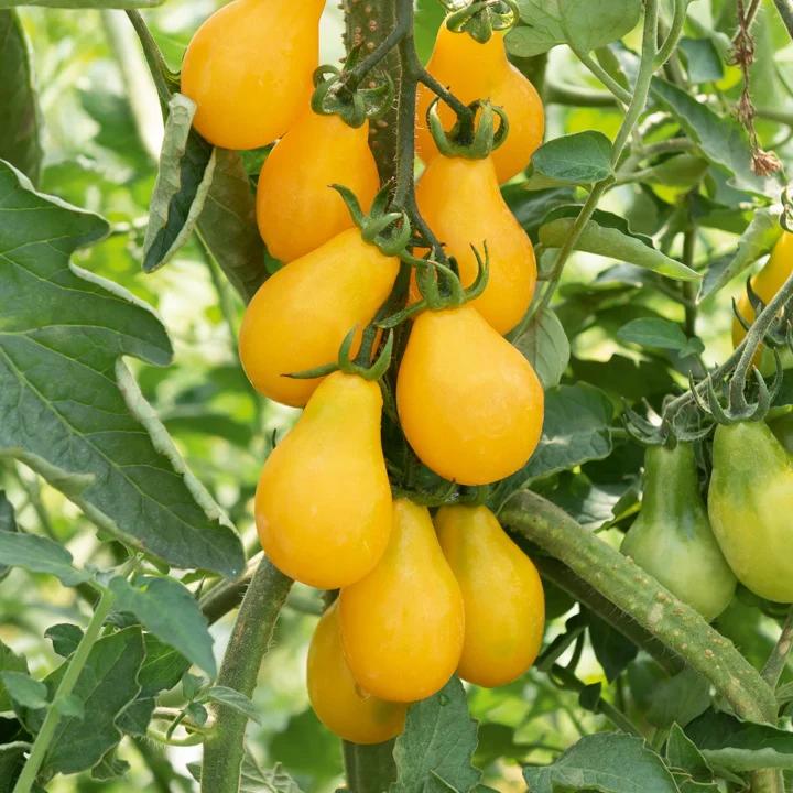 Kirschtomate Yellow Pearshed