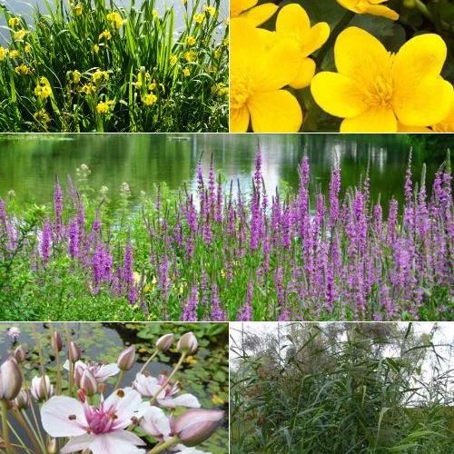 Schwanenblume, Dotterblume, Weiderich, Schilfrohre (x5)