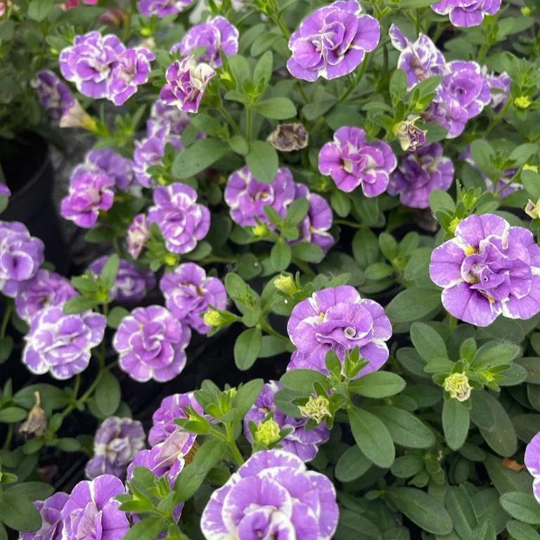 Calibrachoa Doppel Loopy Lavendel