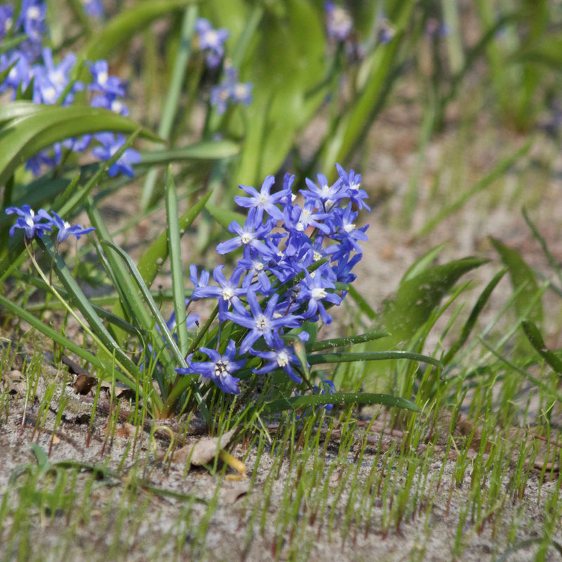 Schneeglanz Luciliae