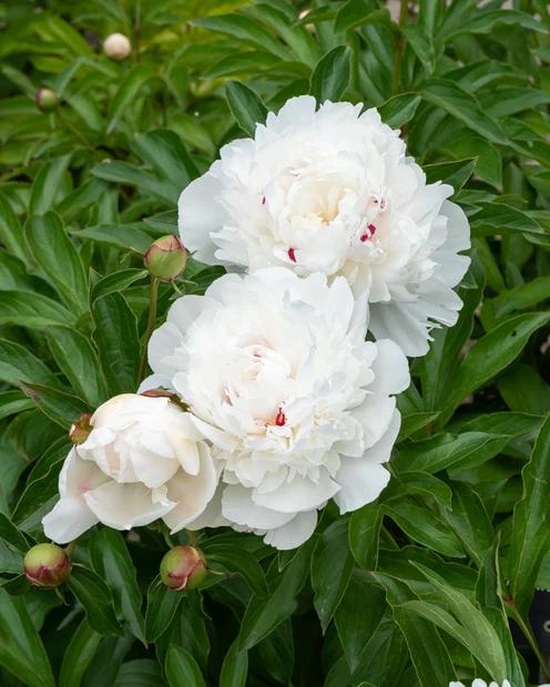 Pfingstrose 'Festiva Maxima'