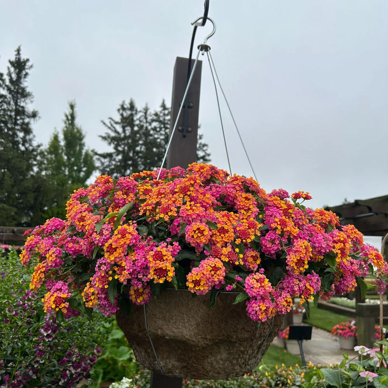 3 Lantana Passionsfrucht
