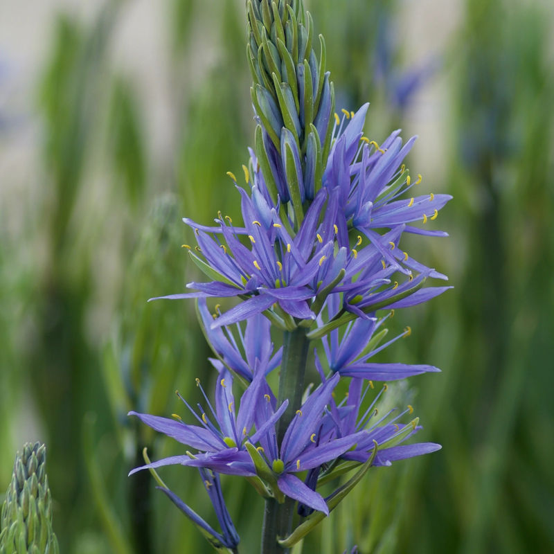 Leichtlin-Kamassien mit blauen Blüten
