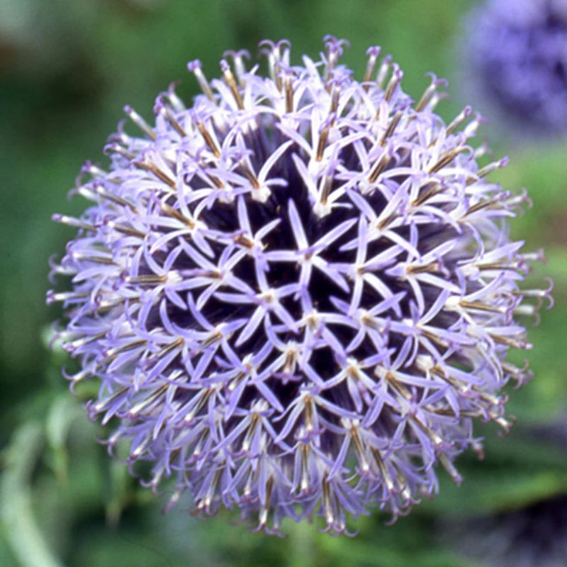Kugeldistel Blue Globe