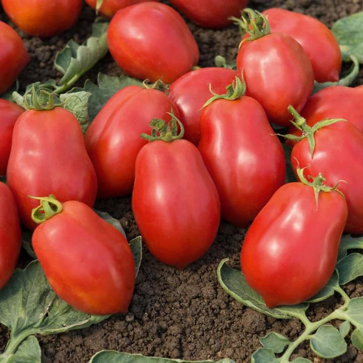 Tomate Roma VF