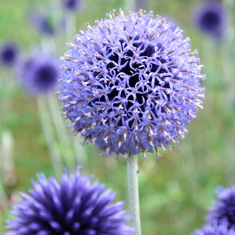 Azurblaue Kugel Veitchs Blue (x3)