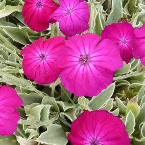 Quastenflosser Atrosanguinea Kronensilene Atrosanguinea (x3)