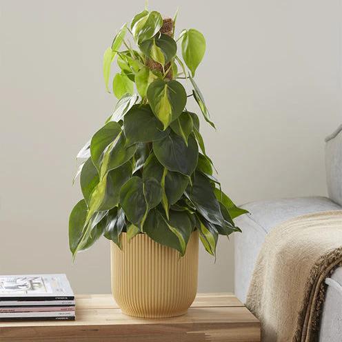 Brasilianischer Efeublättriger Philodendron
