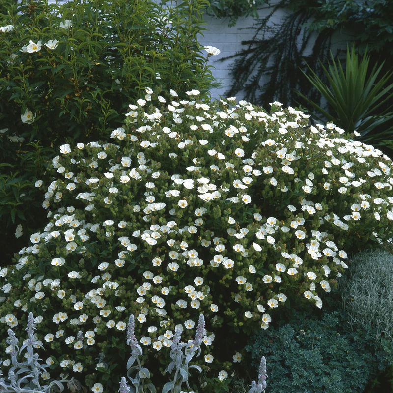 Cistus