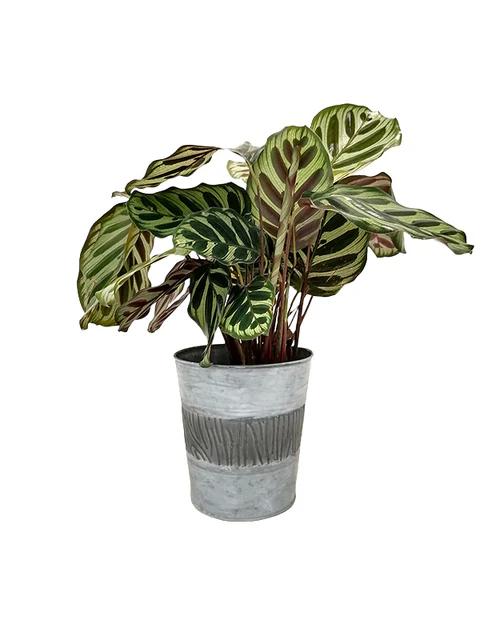 Zinc Bucket - Title:Das stück / übertopf / Ø 15cm