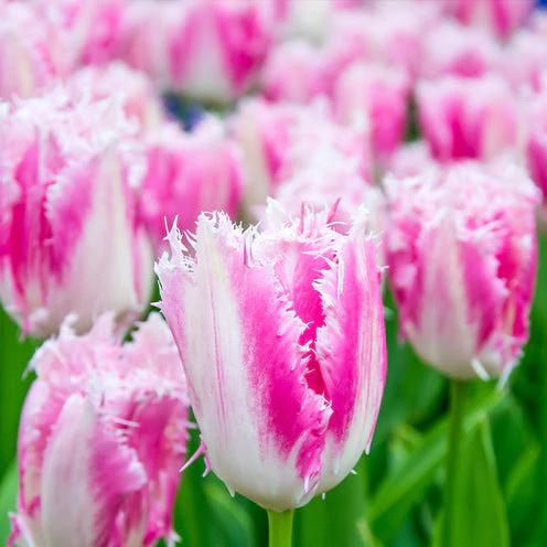Gefranste Tulpe Huis ten Bosch (x20)