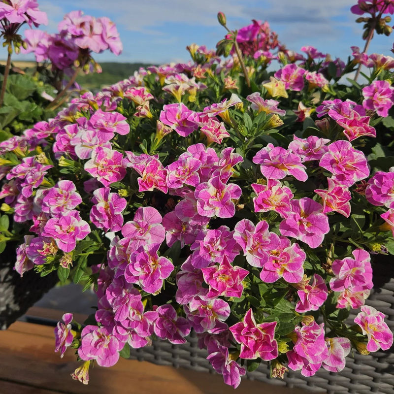 Calibrachoa Doppel Loopy Pink