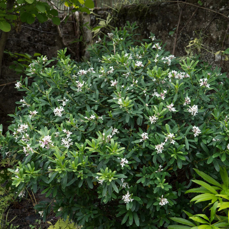 Daphne transatlantica Eternal Fragrance Blafra