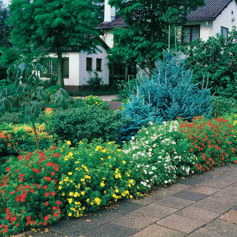 Fingerstrauch Hecke: orange, gelb, weiß (x3)