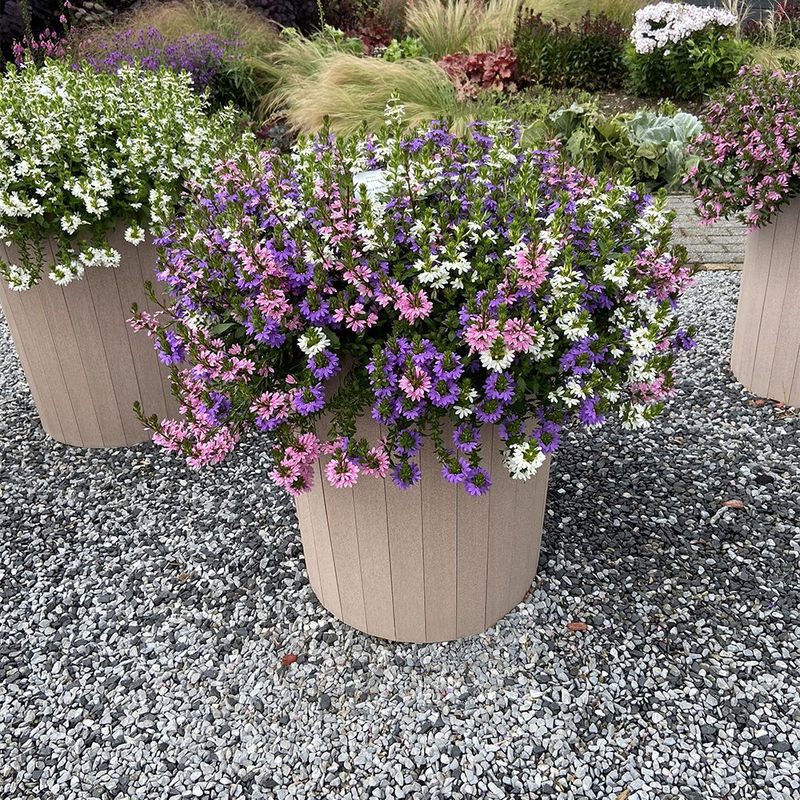 Fächerblumen gemischt (x3)