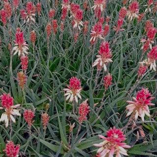 Aloe Safari Sunrise