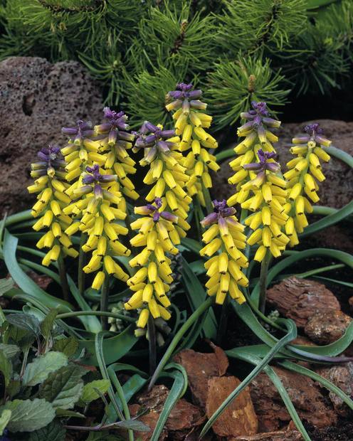 Gelbe Traubenhyazinthen 'Golden Fragrance'