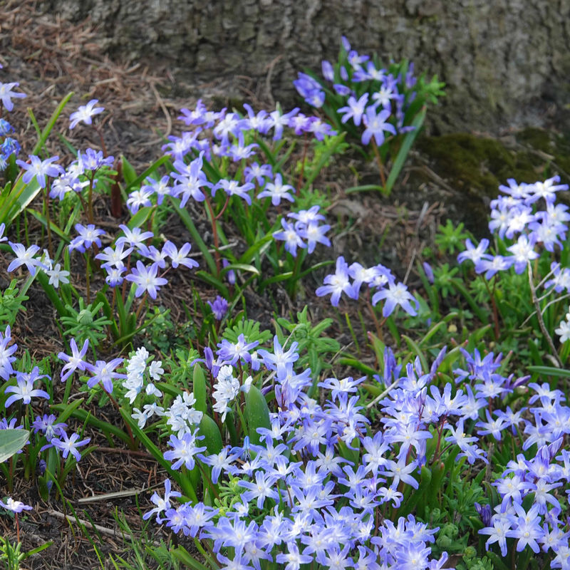 Schneeglanz Forbesii