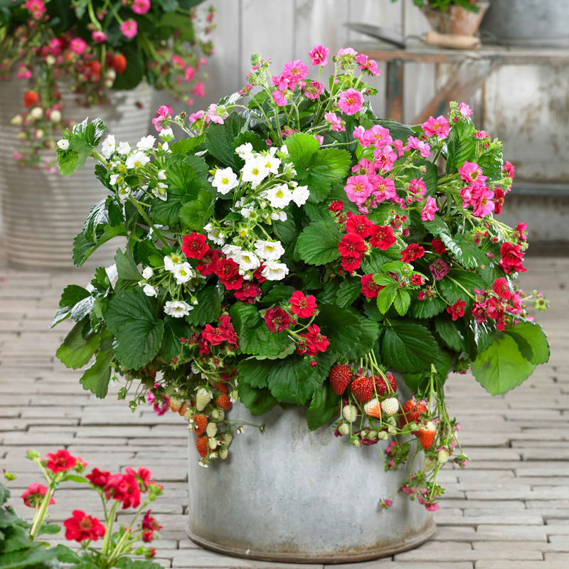 Fragaria Summer Breeze (rot, rosa + weiß)