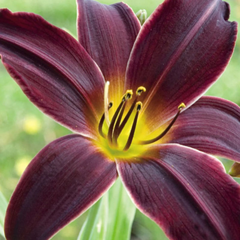 Hemerocallis American Revolution