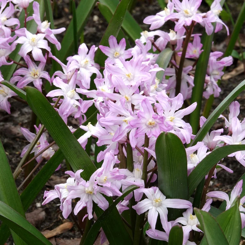 Schneeglanz Pink Giant