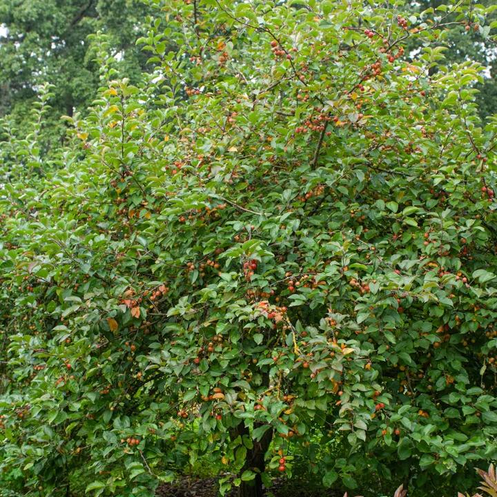 Zierapfelbaum Evereste Perpetu