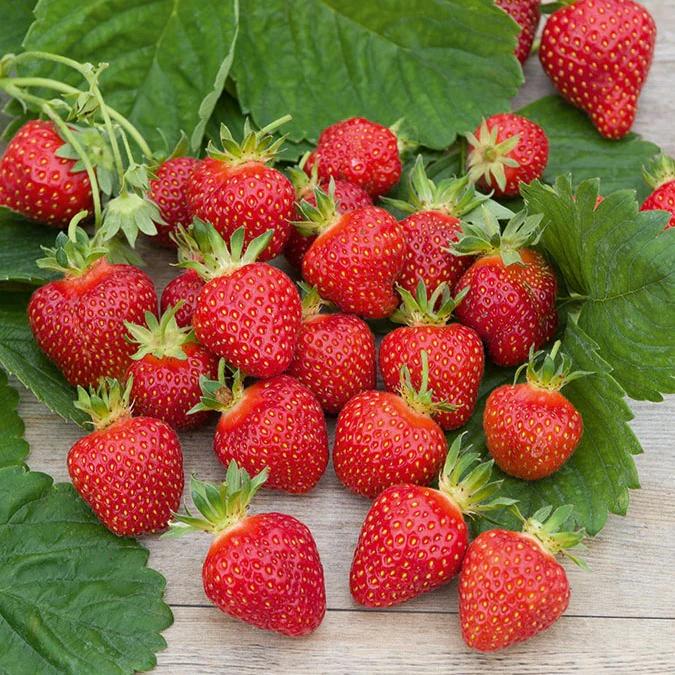 Erdbeer-Pflanze 'Rubis Des Jardins' - Title:Das Paket mit 20 Pflanzen im wurzelnackten Zustand