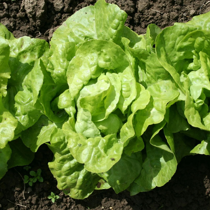 Kopfsalat Appia (x6)