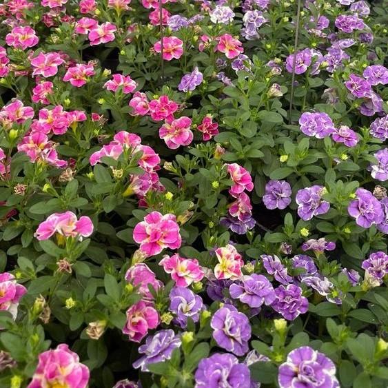 Calibrachoa Doppel Loopy Lavendel + Rosa