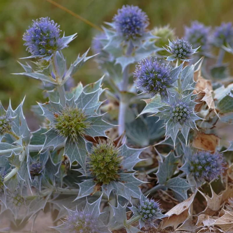 Stranddistel Maritime Panicaut