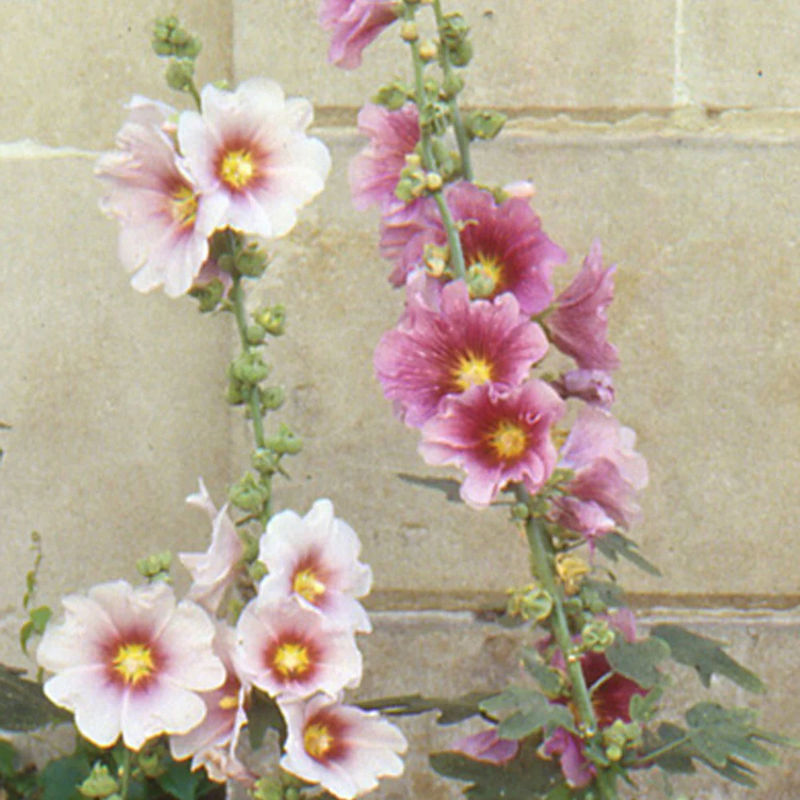 Feigenblättrige Stockrose