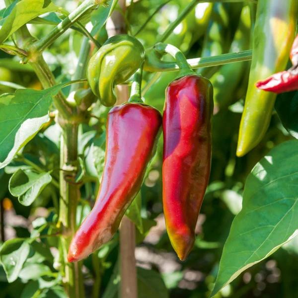 Chili Gorria