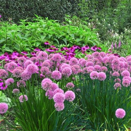 Zierlauch Lavender Bubbles