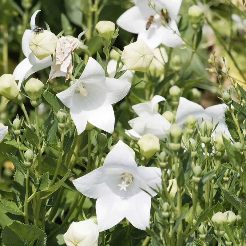Ballonblume 'Albus'