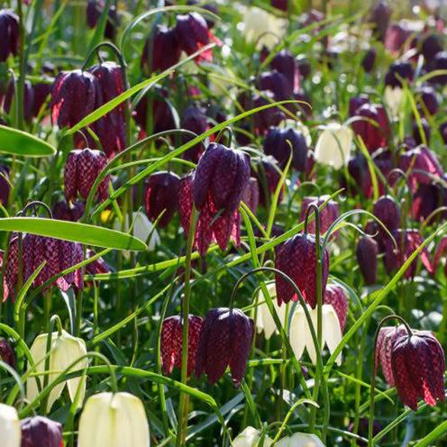 Rebhuhn-Kiebitzschachbrettblumen-Mischung (x30)
