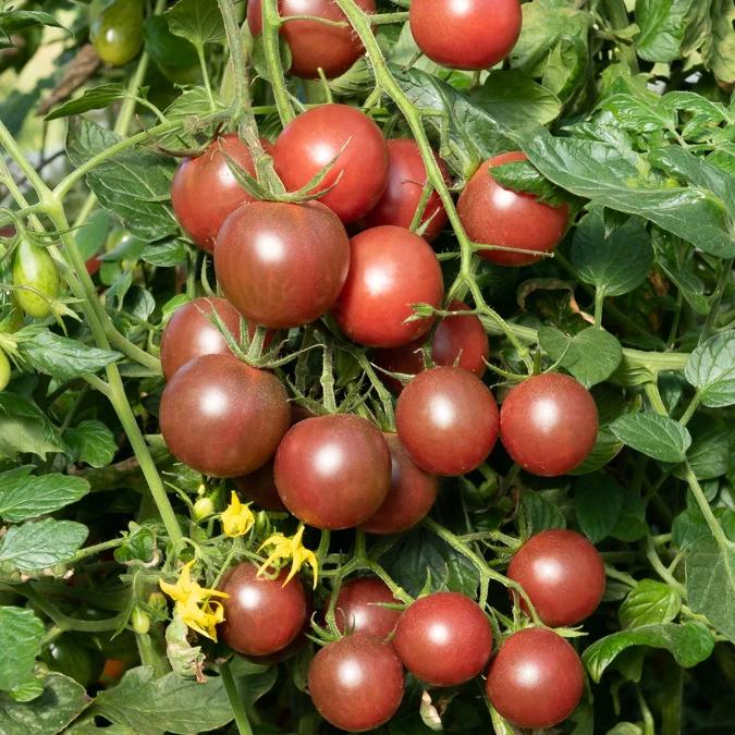 Kirschtomate Black Cherry