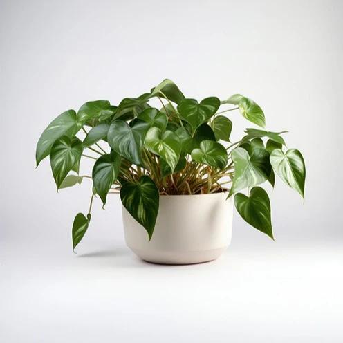 Samt-Philodendron