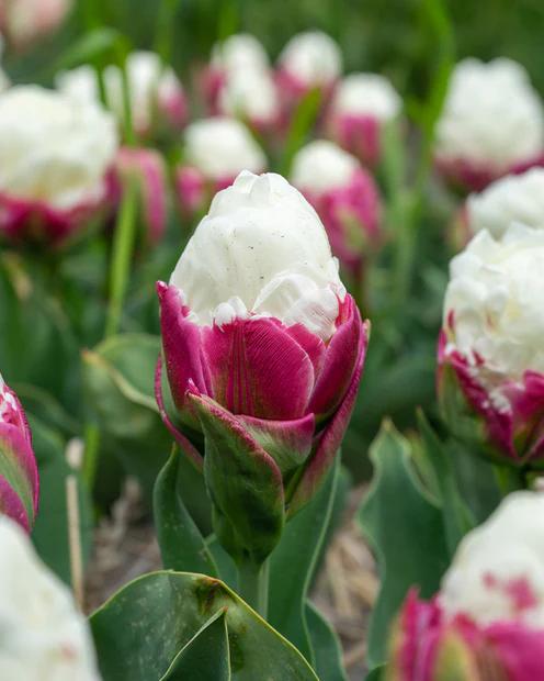 Doppelte Eiscreme-Tulpe (x7)