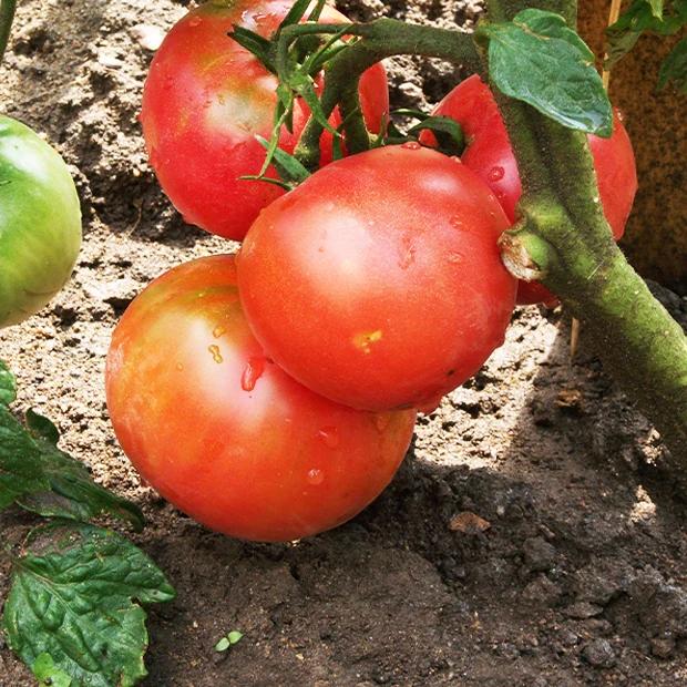 Tomate Berner Rose