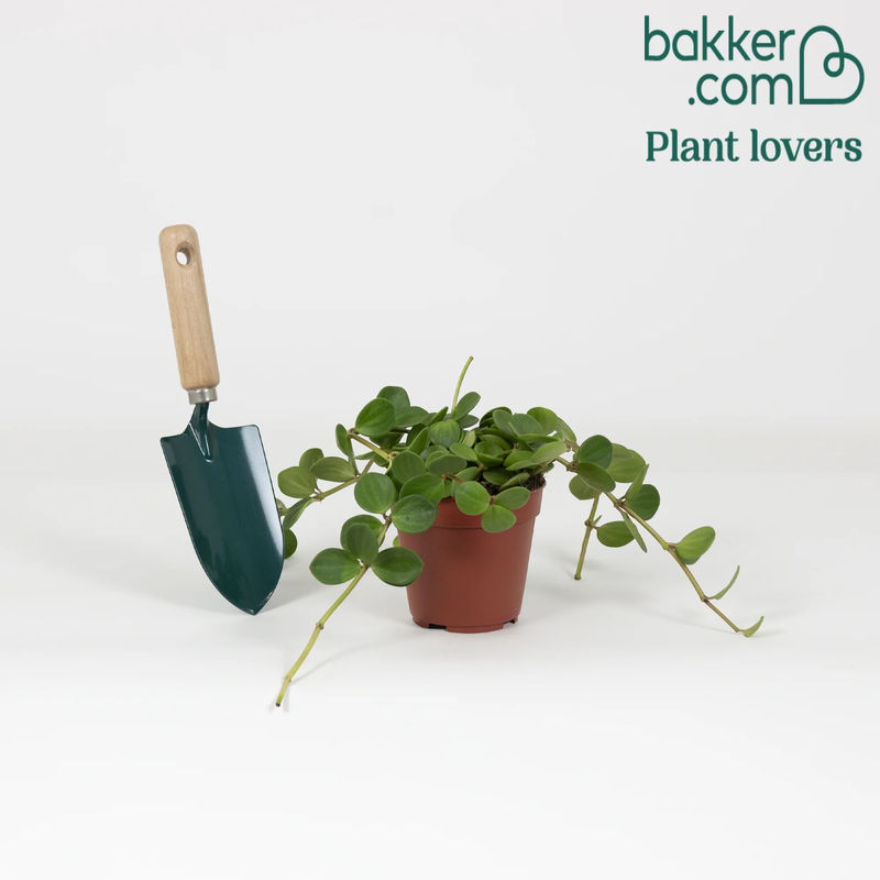 Runde-Blättrige Peperomia Hope - Title:Der topf / Ø 12cm