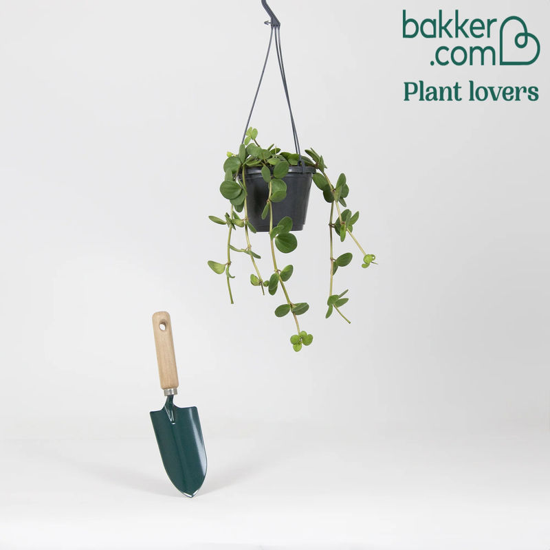 Runde-Blättrige Peperomia Hope - Title:Der topf / Ø 14cm