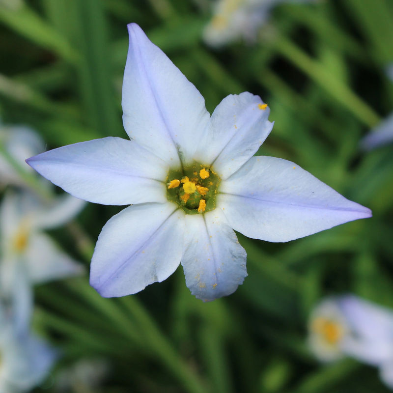 Frühlingssterne 'Wisley Blue'