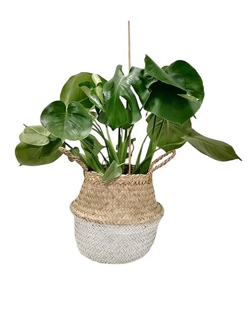 Belly Basket blanc
