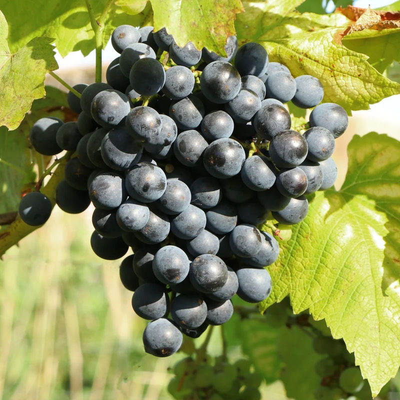 Blaue Muskatellerrebe