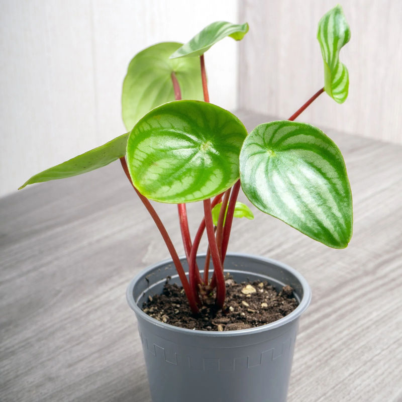 Silbernes Peperomia