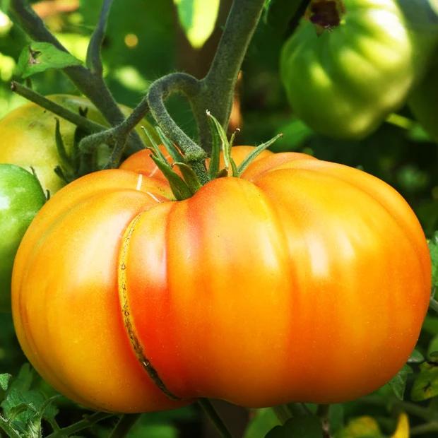 Ananas-Tomate
