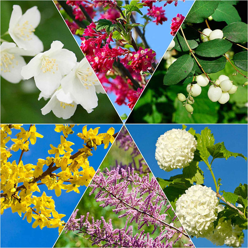 Vierjahreszeiten Hecke - Title:Die 6 töpfe / 1.5L / Lieferhöhe 30-40cm